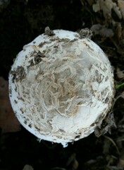 Amanita velosa