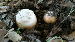Amanita velosa
