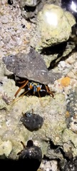 Calcinus laevimanus