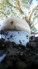 Amanita velosa