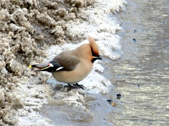 Bombycilla garrulus