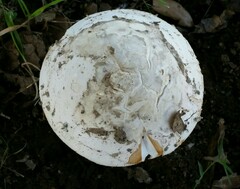 Amanita velosa