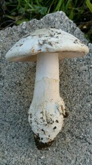 Amanita velosa