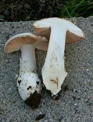 Amanita velosa