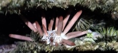 Heterocentrotus mamillatus