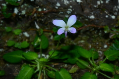 Viola nagasawae