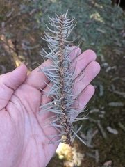 Abies religiosa