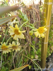 Dolichoglottis lyallii × scorzoneroides