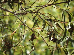Melithreptus albogularis