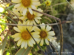 Dolichoglottis lyallii × scorzoneroides