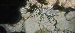 Echinothrix