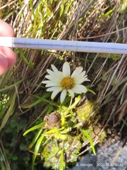 Dolichoglottis lyallii × scorzoneroides