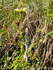 Dolichoglottis lyallii × scorzoneroides