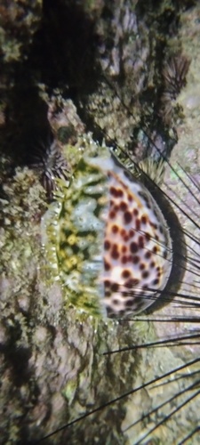 Cypraea tigris observed 2023-01-19