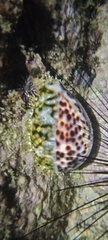 Cypraea tigris