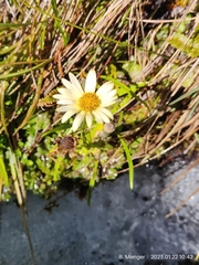 Dolichoglottis lyallii × scorzoneroides