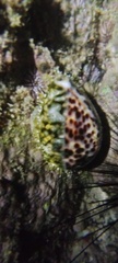 Cypraea tigris