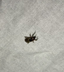 Mitrastethus baridioides