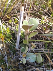 Brachyglottis bidwillii