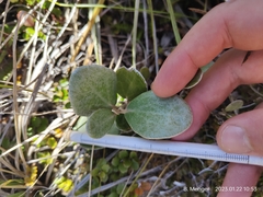 Brachyglottis bidwillii