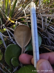 Brachyglottis bidwillii