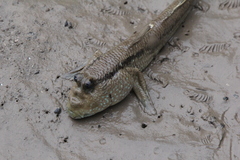 Periophthalmodon schlosseri