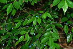 Lasianthus hispidulus