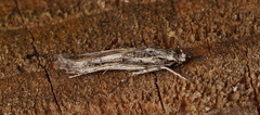 Leptozestis