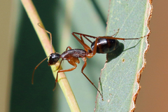 Camponotus subnitidus
