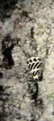 Conus ebraeus