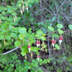 Ribes californicum