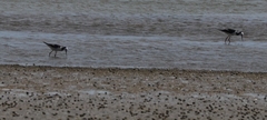 Himantopus leucocephalus