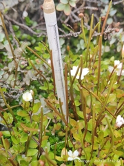 Epilobium macropus