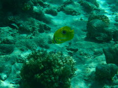 Chaetodon bennetti