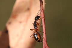 Camponotus subnitidus