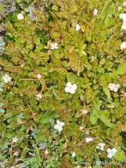 Epilobium macropus