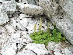 Oxyria digyna
