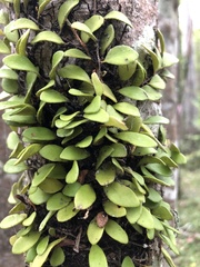 Pyrrosia