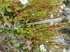 Epilobium macropus