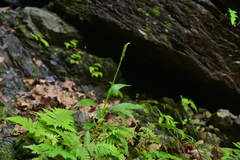 Goodyera procera