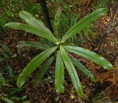 Myrsine salicina