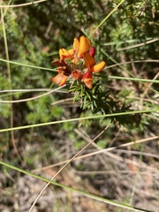Phyllota squarrosa