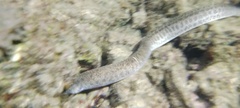 Gymnothorax pictus
