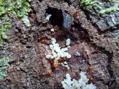 Orectognathus antennatus