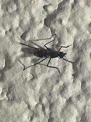 Micropezidae
