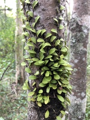 Pyrrosia