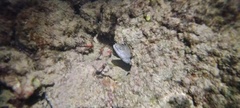 Gymnothorax pictus