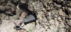 Gymnothorax pictus