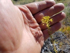 Cleomella plocasperma