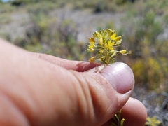 Cleomella plocasperma
